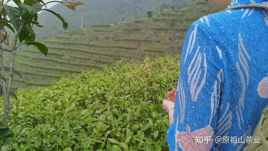 谈球吧高山有机茶叶