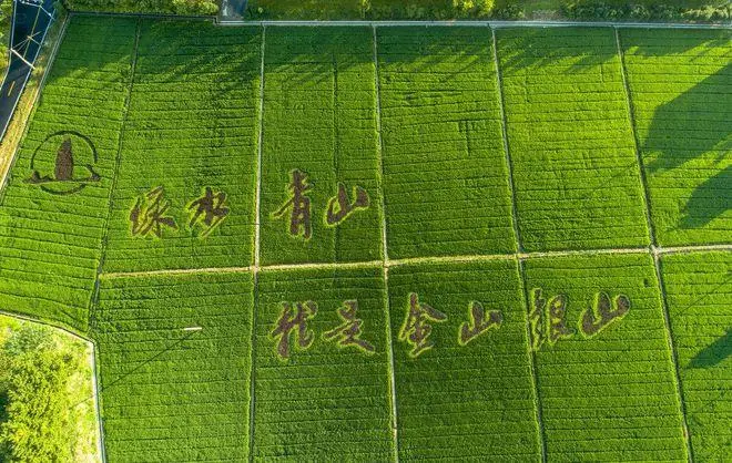 谈球吧绿色有机面粉