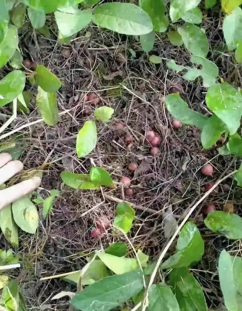 谈球吧生态黄牛肉